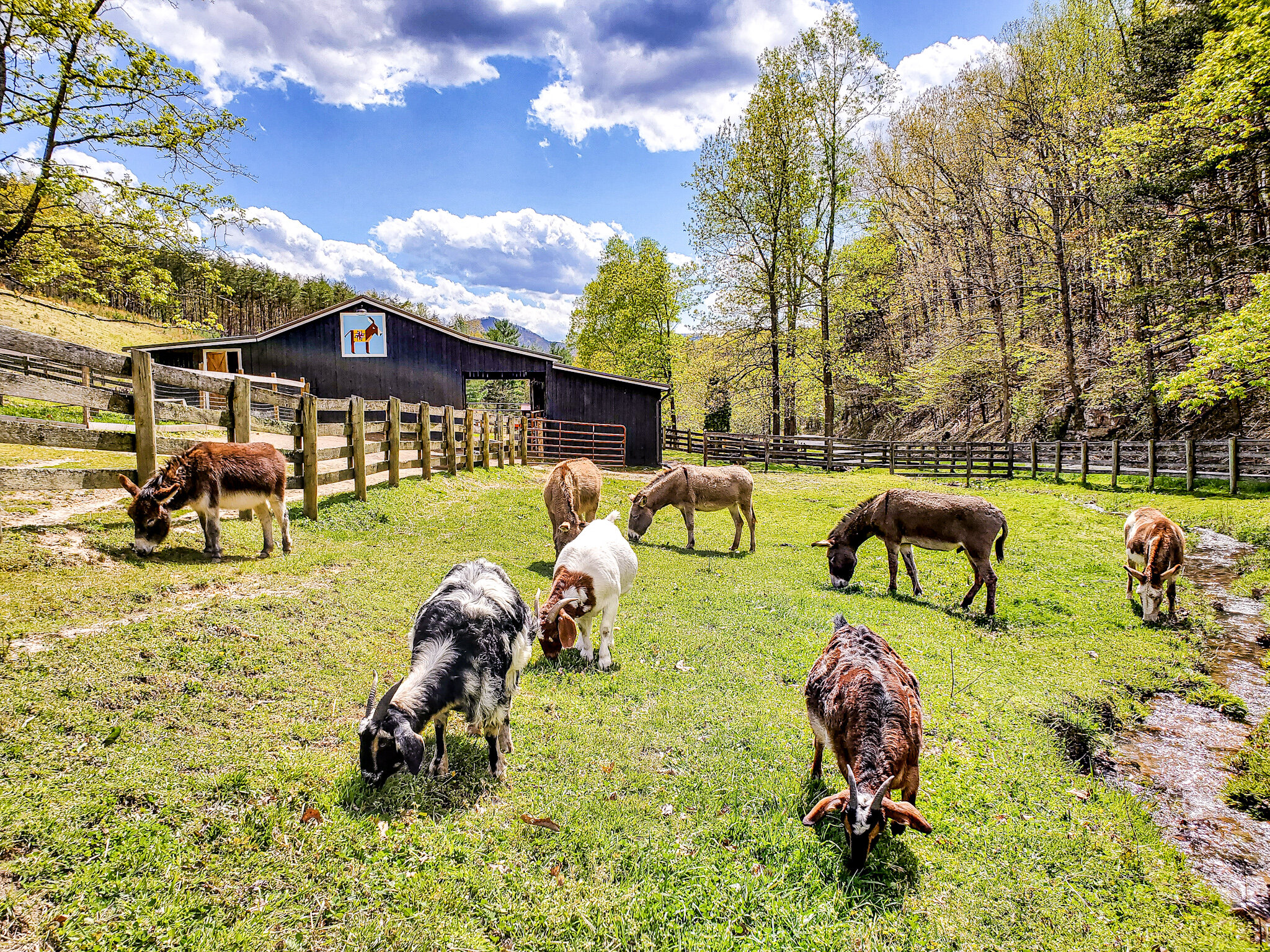 Some of the herd at Little Mountain Ark Farm