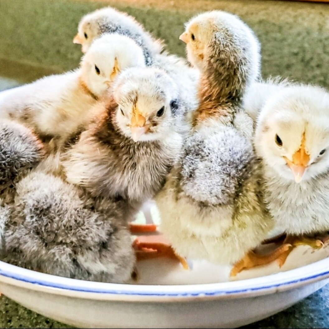 spring baby chicks