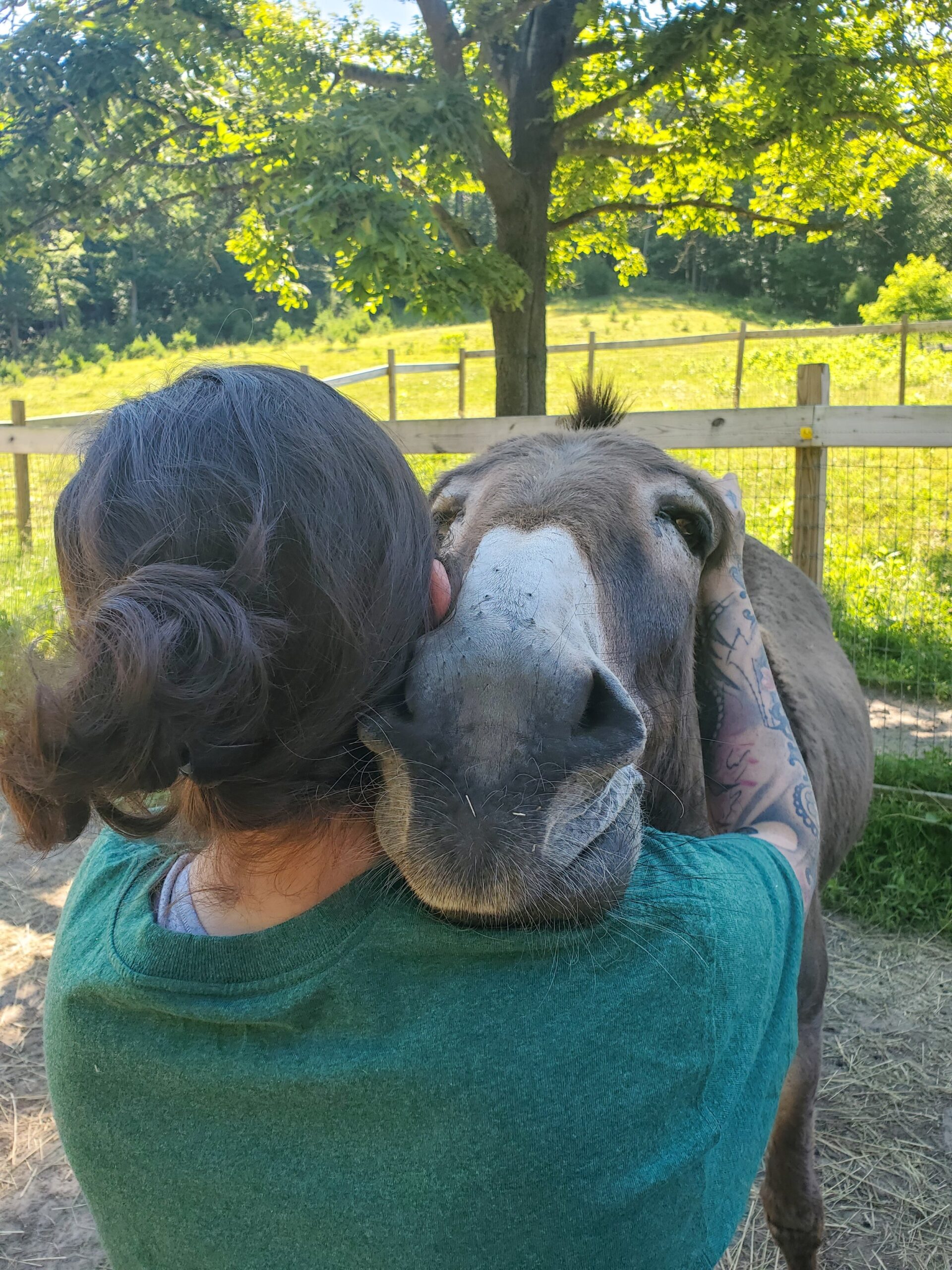 equine therapy for ptsd and anxiety