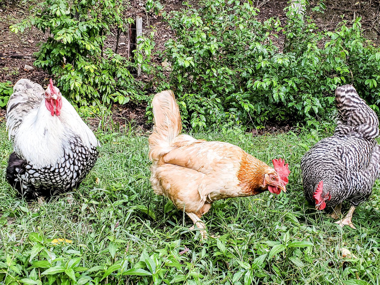 Backyard Flock- Black and White Rooster with Grey and White Hen and Brown Hen