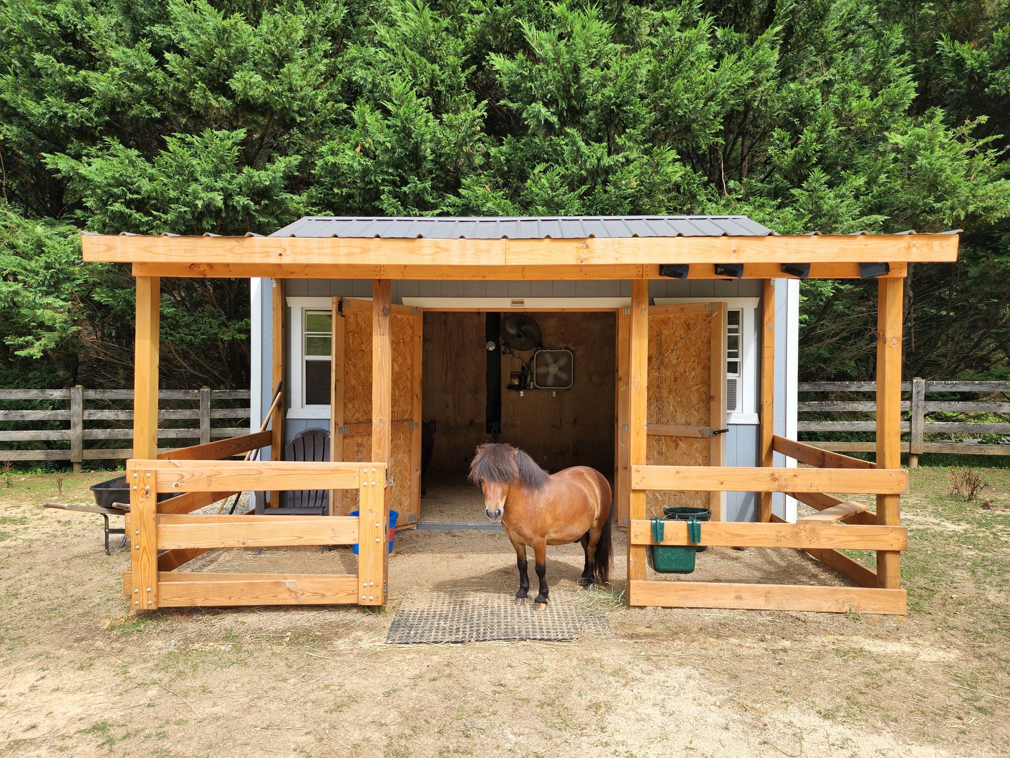 grey minature horse barn with brown mini horse