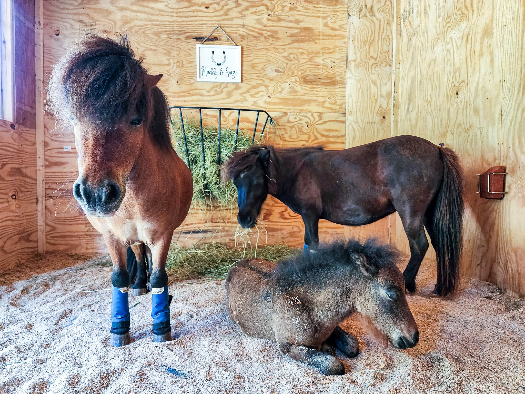 three miniature horses napping