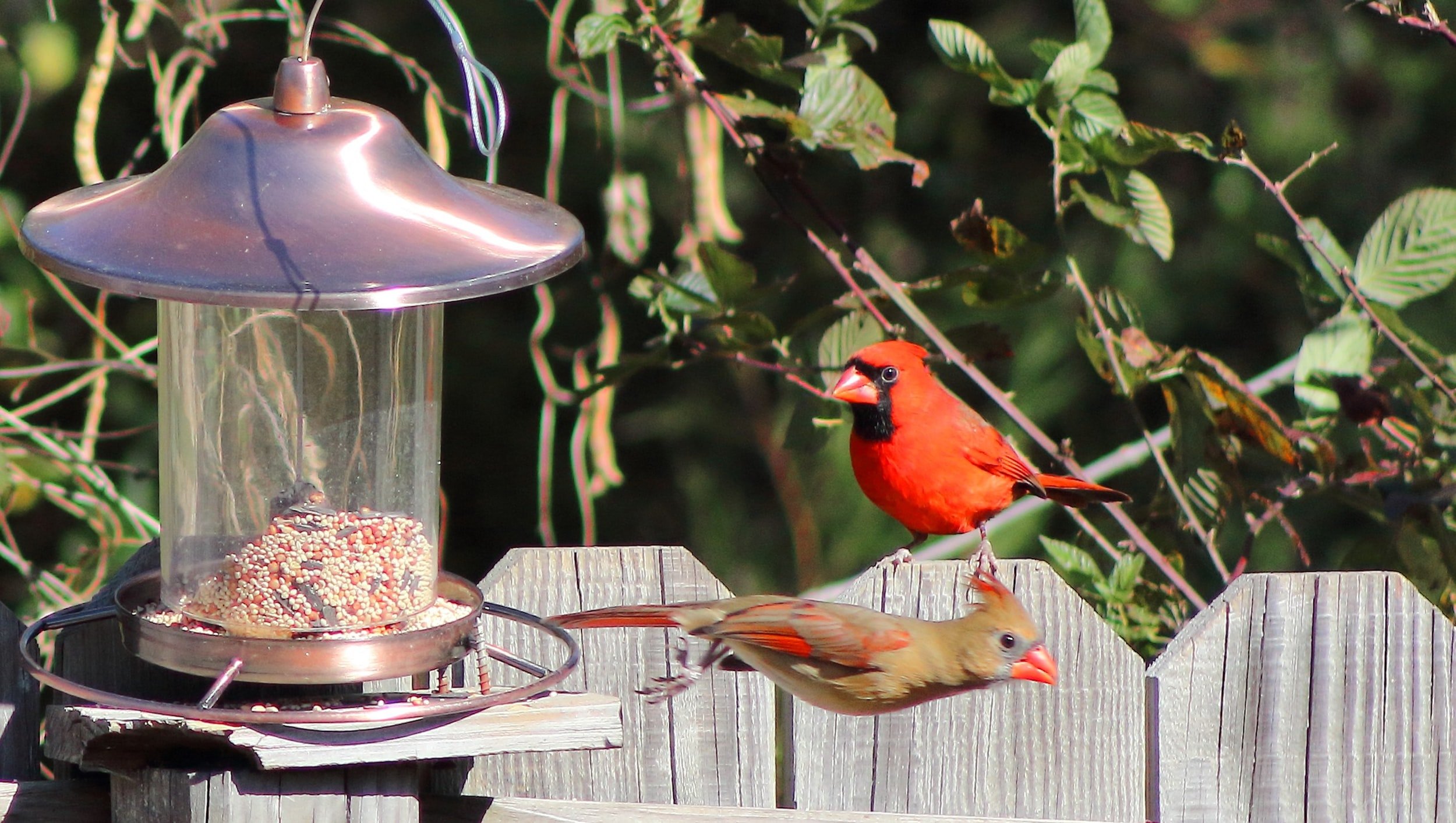 red birds at bird feeder