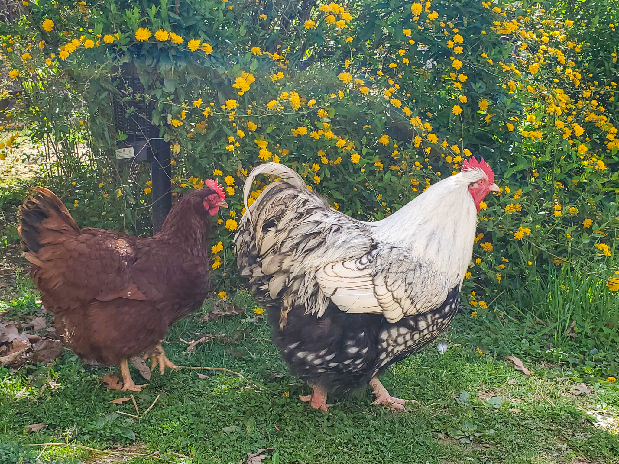how to keep chickens cool in the summer