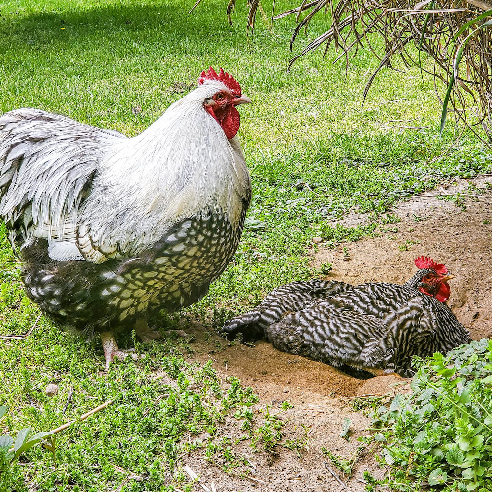 Chickens dustbathing to stay cool