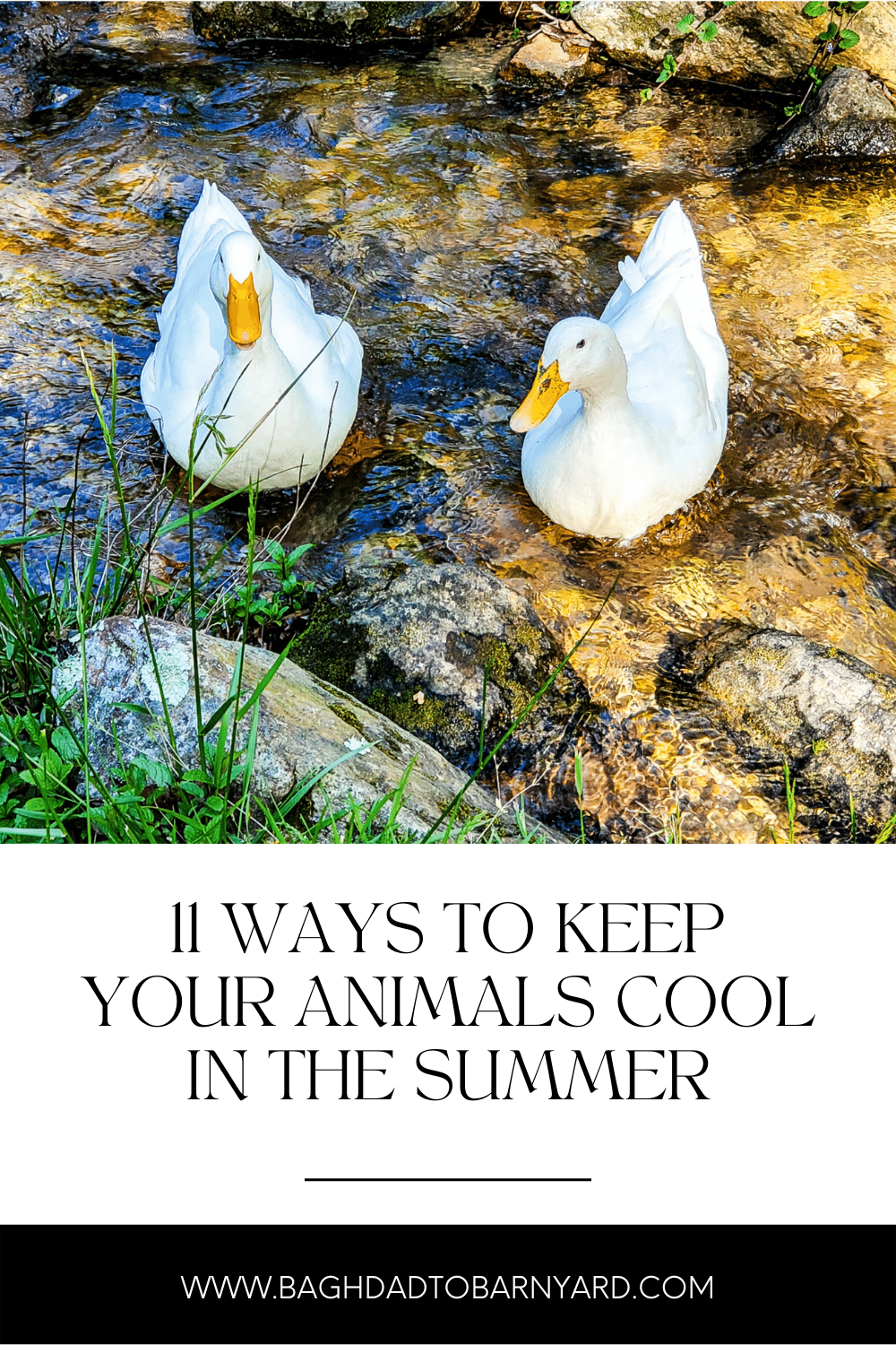 two white ducks in a creek staying cool