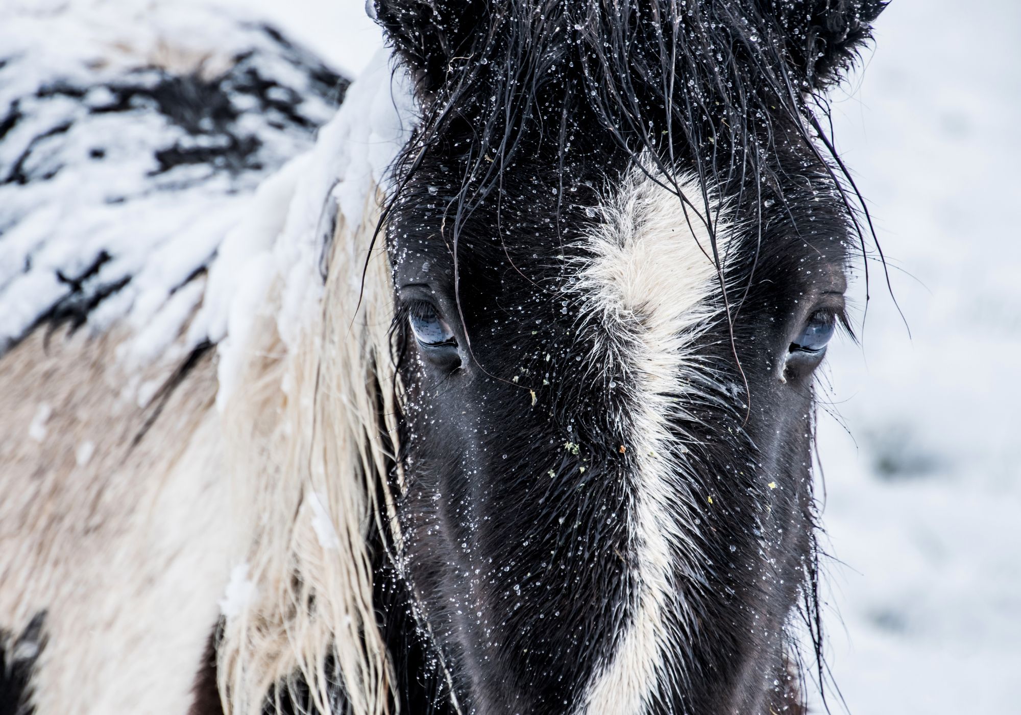 pony covered in snow